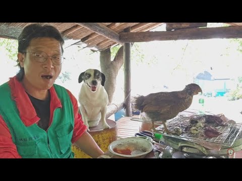 먹방하는데 밥상에 올라오는 병아리...
