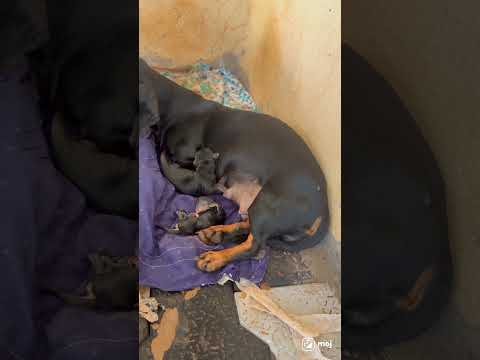 😭😭கட்டை கால் Dog போட்ட குட்டி நிலமை இப்படி ஆகிடிச்சே😭😭 #anshikadoglover #pets #colachel #heartbroken