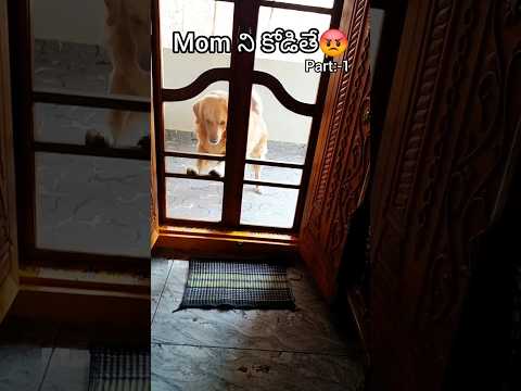 momని janu కొడితే🐕vikki😡/#funnydog #funnyanimal #pets
