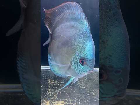 ワットレーセルーリアディスカス 18cm 穴空き病の痕はなかなか治らない