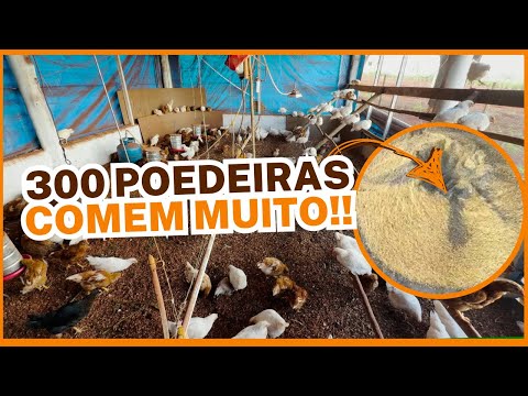 ALIMENTAR 300 GALINHAS: Descubra o Consumo e os Custos por Dia!