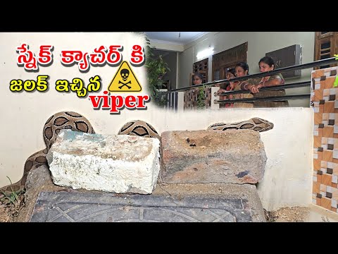 #Rassall's #viper snake Rescue ||స్నేక్ క్యాచర్ కి జలక్ ఇచ్చిన?? contact.7396969617