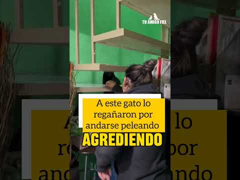 GATO ES REGAรADO POR ANDARSE PELEANDO| Tรบ Amigo Fiel