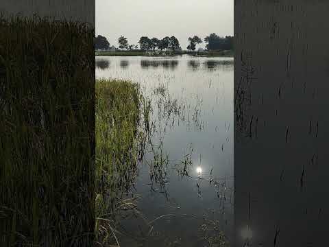 viral short #trendingshorts #viralvideo