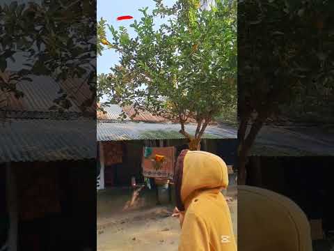 পাখি দুইটা বায়েনা ধরেছে মাঠে যাবে 🦅#foryou#foryoupage#viraltiktok