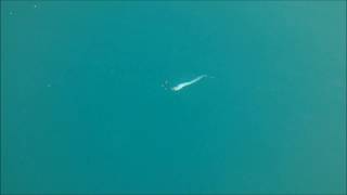 Köder unter Wasser: Laufverhalten Indilure BlackFish 