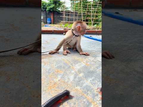 Everything was fine... then the millipede moved! 😲🐵 #shortvideo #millipede #monkey