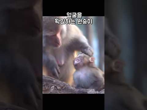 어미 원숭이가 새끼 원숭이를 찾는 법 #shorts