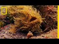 Frogfish: The Ambush Predator
