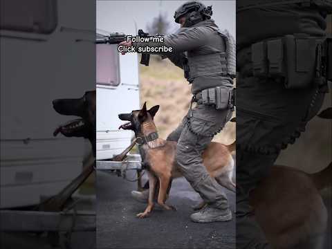 Belgianmalinois training #dog #dogtraining #belgianmalinois #pets #k9