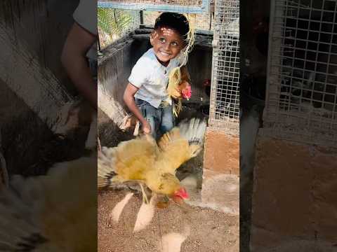 കോഴിക്കൂട്ടിൽ കുറുക്കൻ കയറി ...... #youtubeshorts #funny #comdeyclub #trending #cutebaby #cute