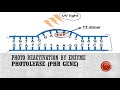 Thymine Dimers and Photolyase Functions