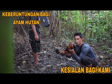 KALIAN LIHATLAH INI_HANYA DI SAMPING RUMAH ADA BANYAK KONIN DAN AYAM HUTAN