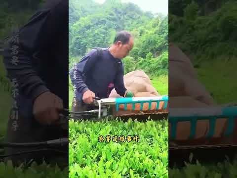 Cara Mudah Panen Daun Teh