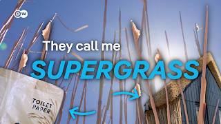 YouTube video thumbnail: Miscanthus: the Supergrass That Feeds Homes