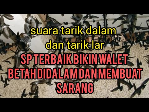 Suara Tarik Dalam n tarik lar. Suara burung walet original