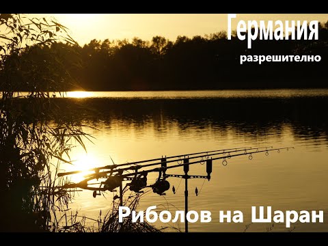 РИБОЛОВ НА ШАРАН В ПЛИТЪК ВОДОЕМ В ГЕРМАНИЯ