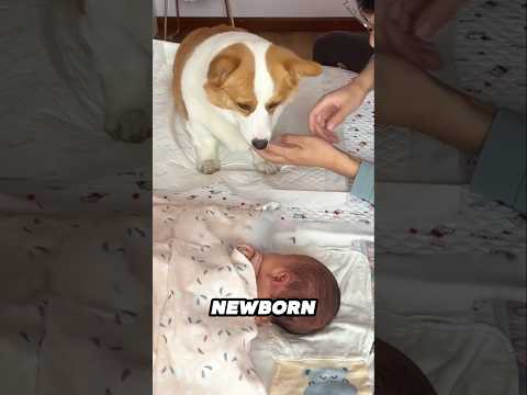 This dog instantly falls in love with the newborn baby ❤ サムネイル
