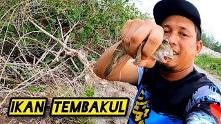 Memancing Ikan Belacak //Tembakul #gengdunia