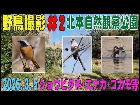 野鳥撮影 #2 北本自然観察公園 2026.3.5 ジョウビタキ・エナガ・コガモ等