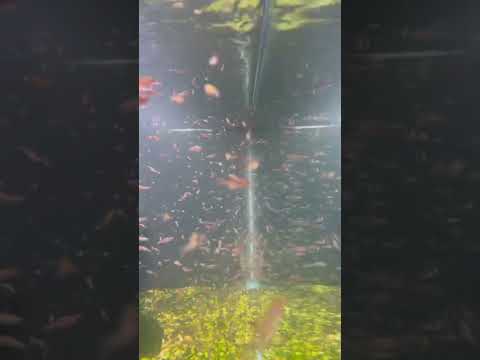 1,700 Chili Rasboras swarming in a 120 gallon Aqua 