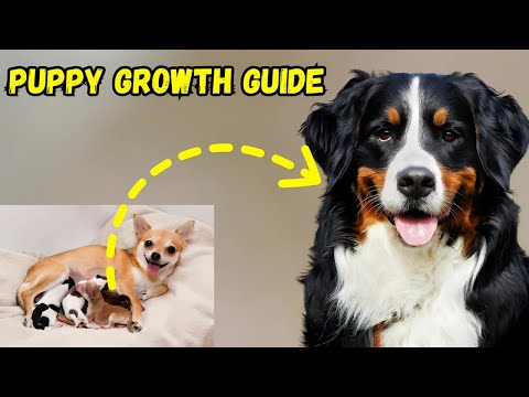 Your Ultimate Puppy Growth Guide 🐶 | Milestones, Care & Tips