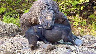 New 🔥 A ferocious Komodo dragon swallows a massive wild boar.