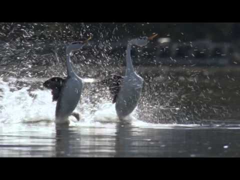 BBC Life: The Grebes - YouTube