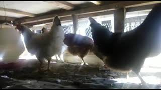 chick's farming KENYA