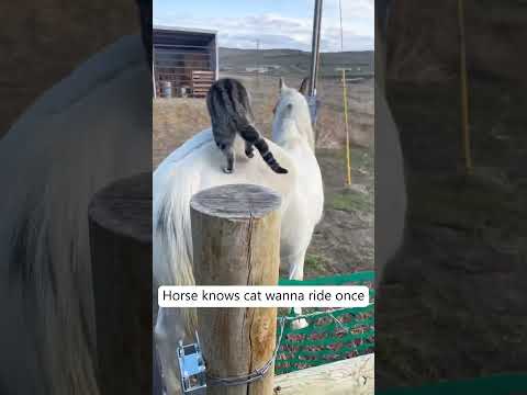 Horse and cat can make best friend🥰🥰#horse #funnyanimals #funnyvideo #foryou #friendship #fyp
