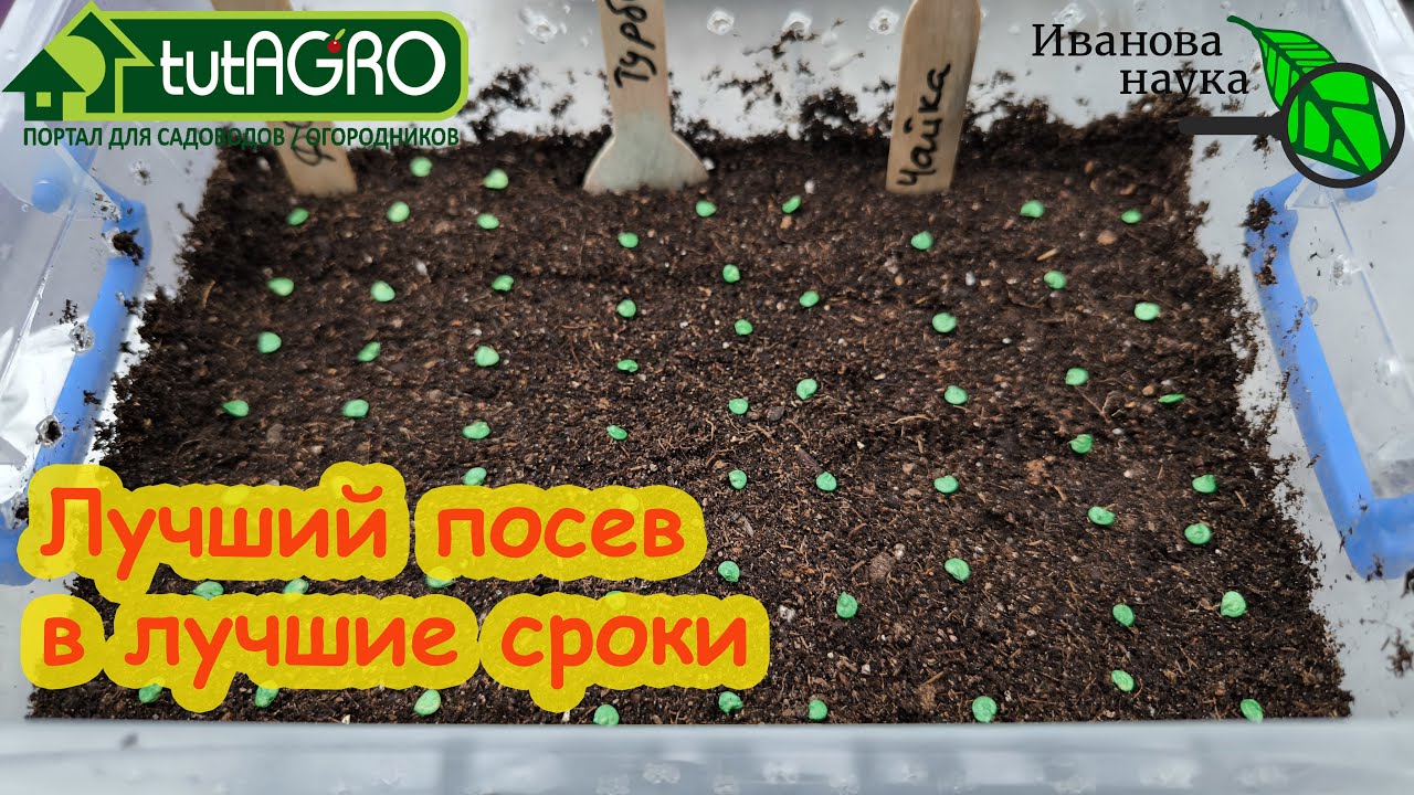 Посев перца в лучшие сроки в домашнюю мини-тепличку. Все семена взойдут дружно.