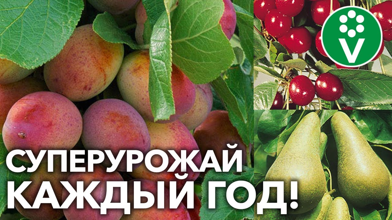 Это нужно плодовому саду уже сейчас! Чем подкормить и как защитить сад во второй половине лета