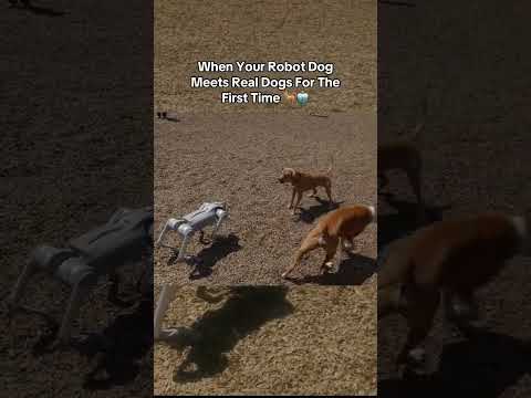 Taking Unitree’s Go2 Pro Robot Dog to the Dog Park