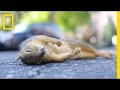 Urban Wildlife and the Salvage Animal Program