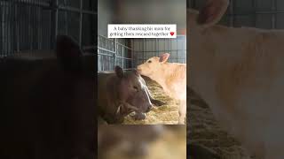 Mother and Baby Cow Share a Special Moment
