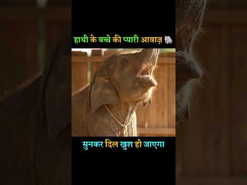 Elephant Baby Voice 😘🐘 funny Sound #shorts #elephantbaby #funnyshorts #cute #baby #viral