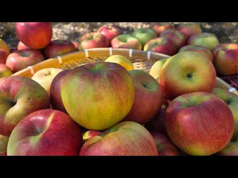 시나노 스위트 사과🍎<strong>10kg</strong> 정품!!🍎우주특가!!
