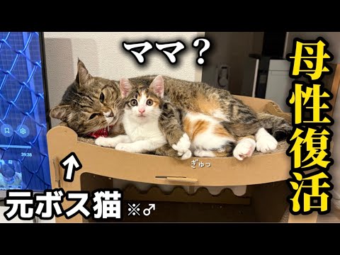 【母性復活】保護した子猫と初対面したら何故かまた母性が芽生えてしまった元ボス猫♂