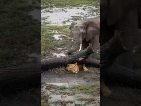 사자를 구하는 코끼리!! #구조 Elephant Saving a Lion! #Rescue