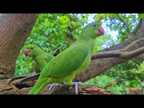 Wild Ringneck Parrot Sounds