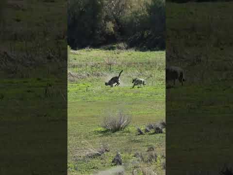 Следи. Целься. Стреляй. – У дикой природы нет пощады#youtubeshorts #viralvideo #wildlife