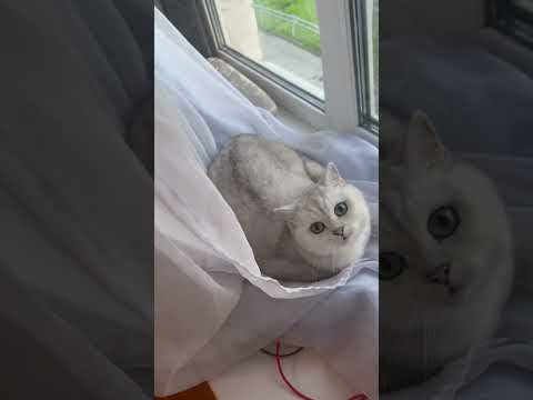Гнездышко устроила🫣 #рекомендации #shorts #cat #кот #котик #веселыекоты