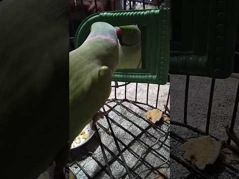 parrot with mirror || Anand Kumar's#viralshorts