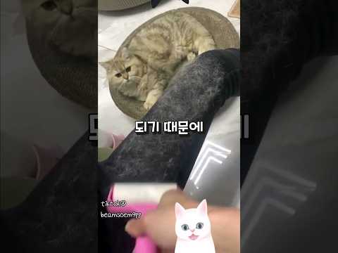 고양이털 이정도야?