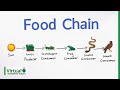 Understanding Food Chains