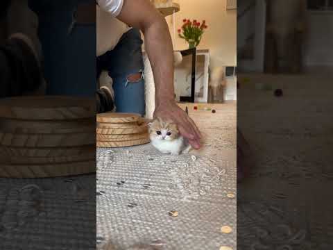 Cute baby Kitten🤩 #shortvideo #cuteanimals #cute #kitten #cutecat #cat #catshorts #trending #explore