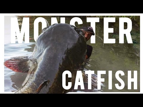 Crazy fishermen fishing huge 230 pound catfish by Yuri Grisendi