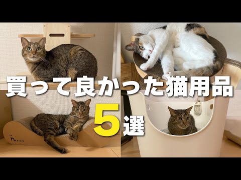 【Amazonブラックフライデーが狙い目！】買って良かったおすすめ猫用品５選＋おまけ