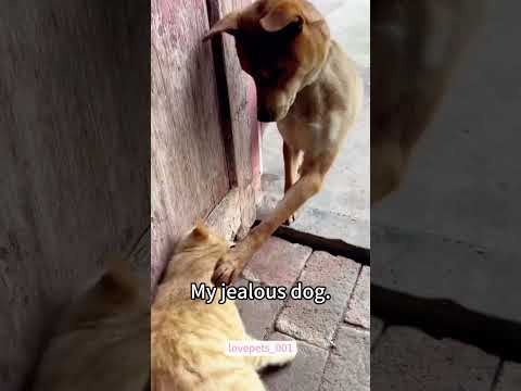 My Poor Cat’s Struggle Moments
