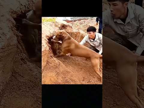 Một người phụ nữ bị một sinh vật lạ tấn công ngay sau đó chú chó săn xuất hiện